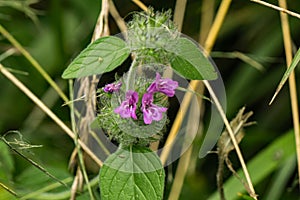 Gray Beardtongue Ã¢â¬â Penstemon canescens